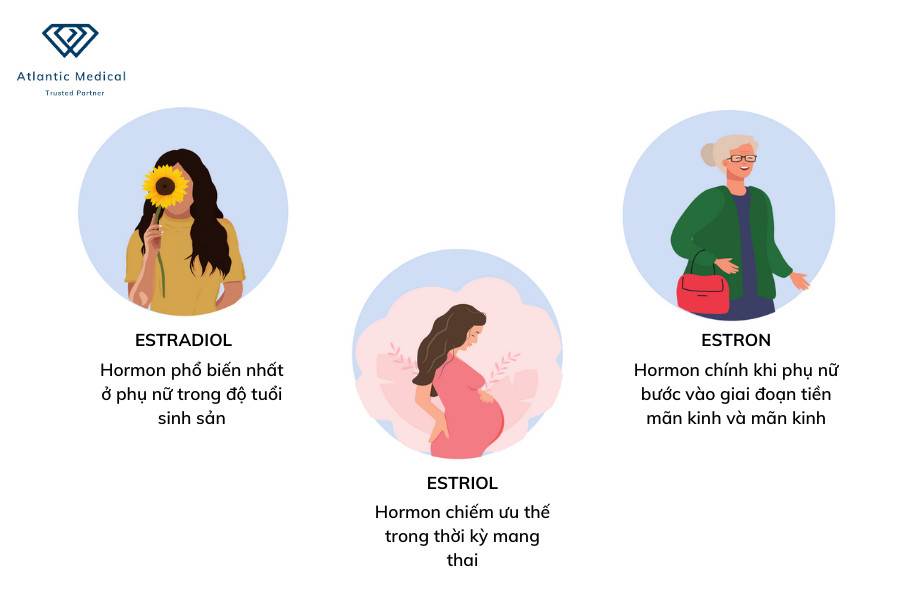 estradiol, estriol, estron