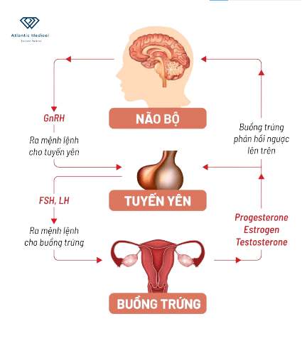 Điều hòa bài tiết nội tiết tố nữ estrogen, progesteron