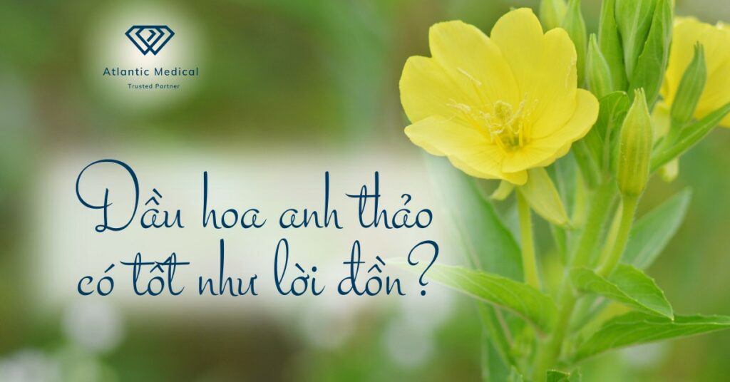 Dầu hoa anh thảo có tốt như lời đồn