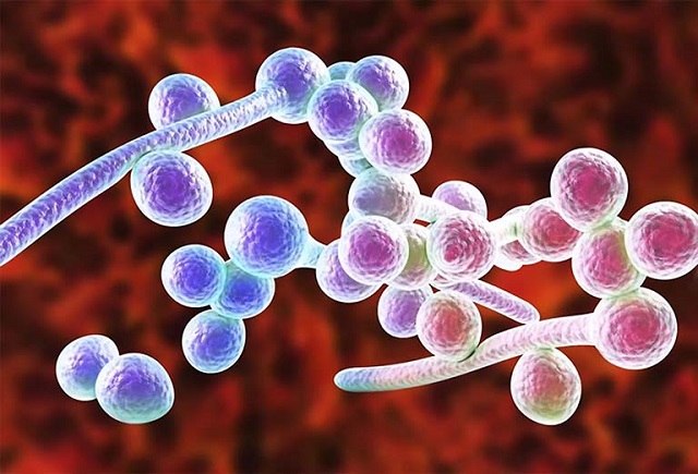 Vi nấm Candida albicans - tác nhân gây viêm nhiễm phụ khoa thường thấy ở phụ nữ