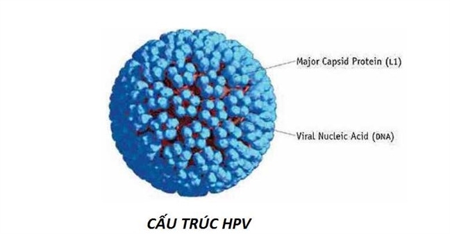 Cấu trúc của virus HPV gây bệnh u nhú ở người